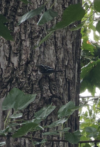 Black-and-white Warbler