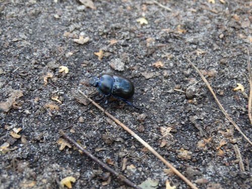 Woodland Dor Beetle