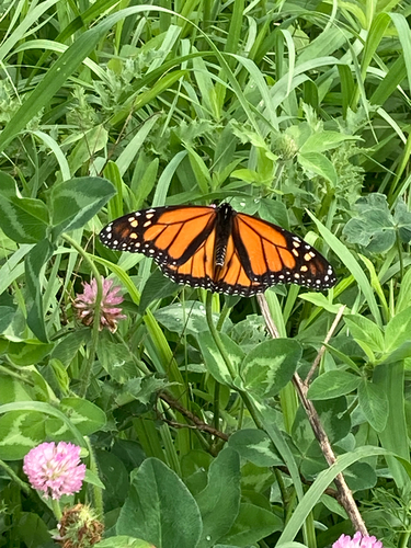 Monarch
