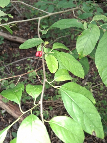 northern spicebush