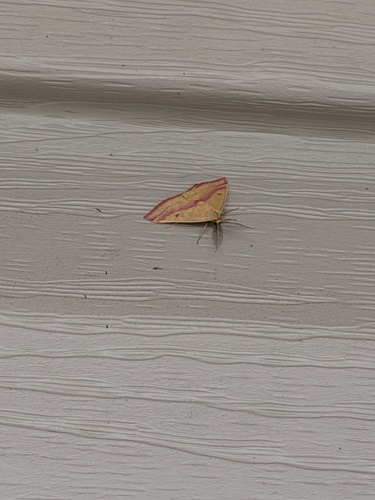 Chickweed Geometer Moth
