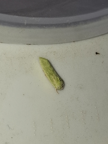 Egyptian Bollworm