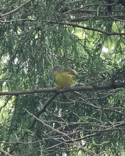 Magnolia Warbler