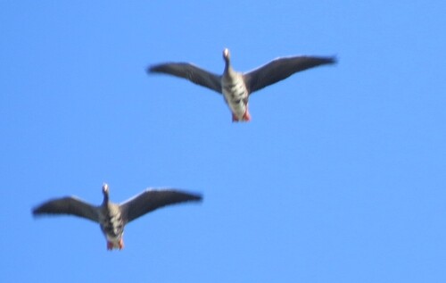 Greater White-fronted Goose