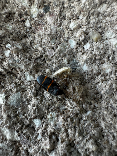 Two-lined Spittlebug