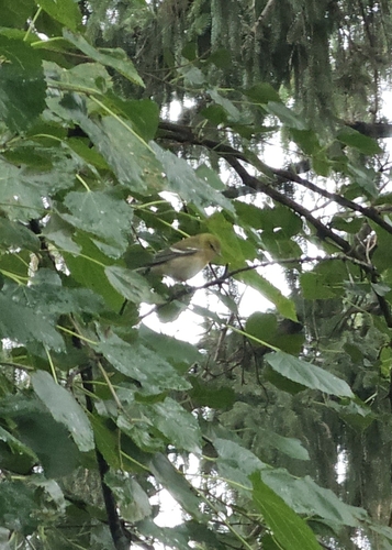Bay-breasted Warbler