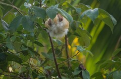 Cochlospermum vitifolium, photograph (c) Lon Brehmer, some rights reserved (CC BY)