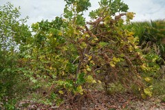 Curatella americana