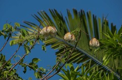 Cochlospermum vitifolium