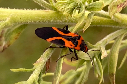False Milkweed Bug