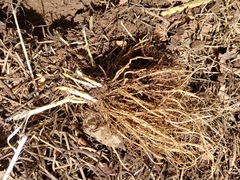 Vincetoxicum rossicum