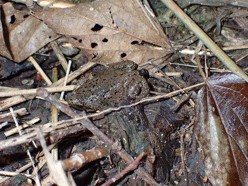 Western Narrow-mouthed Toad