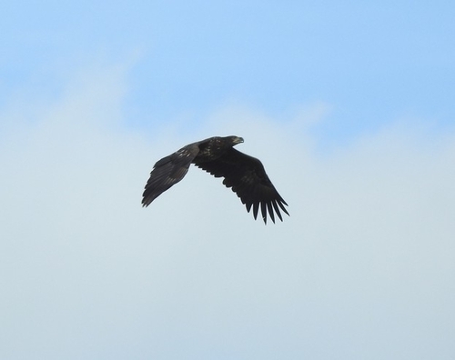 White-tailed Eagle