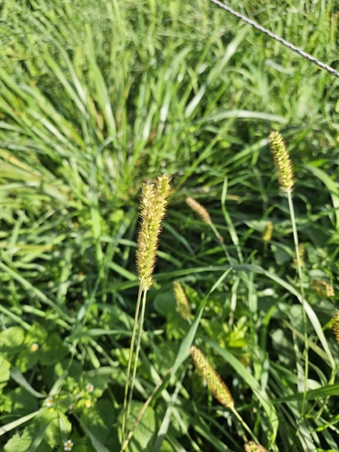 yellow foxtail