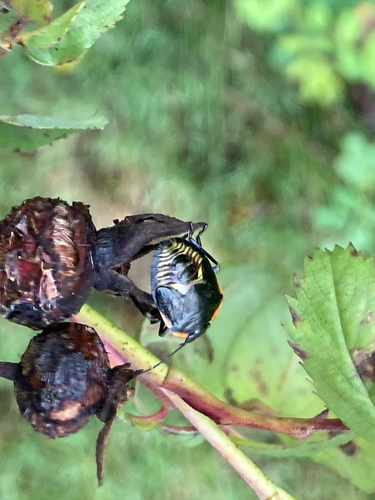 Green Stink Bug