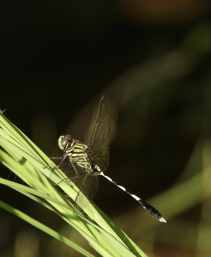 Slender Skimmer