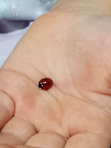 Seven-spotted Lady Beetle