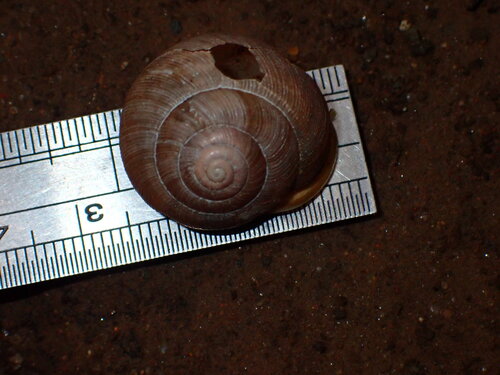 White-lip Globe Snail