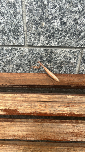 European Mantis