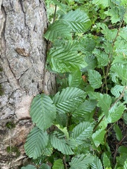 Carpinus betulus, photograph (c) Илья Руденко, some rights reserved (CC BY)