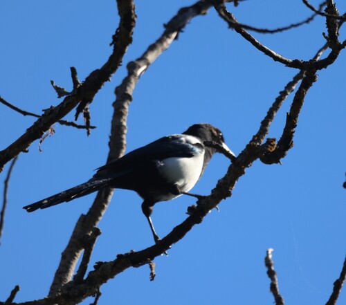 Black-billed Magpie