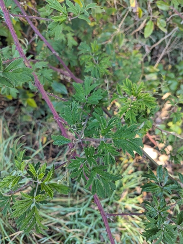 Cutleaf Blackberry