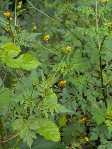 Bidens bipinnata, photograph 5