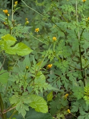 Bidens bipinnata, photograph (c) Lydia Dexter, some rights reserved (CC BY)