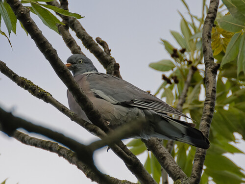 Common Wood-Pigeon
