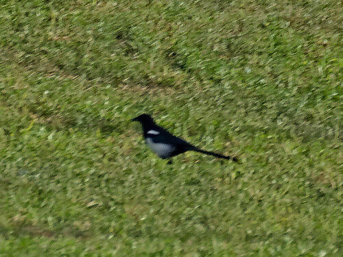 Eurasian Magpie