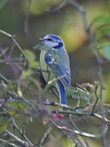 Eurasian Blue Tit