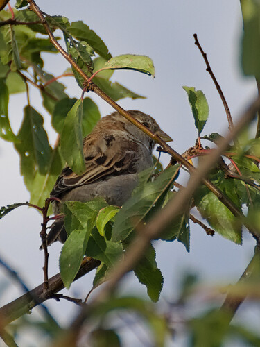House Sparrow