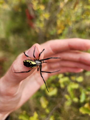 Yellow Garden Spider