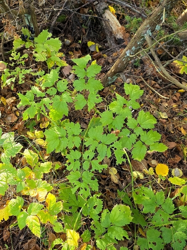 Eurasian baneberry