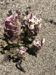 Castilleja exserta latifolia