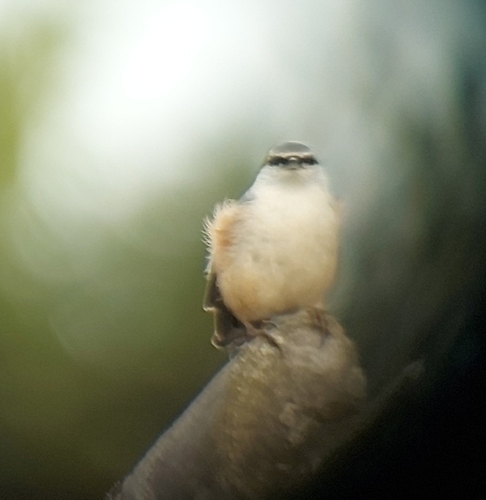 Eurasian Nuthatch