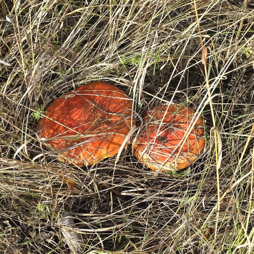 Fly Agaric
