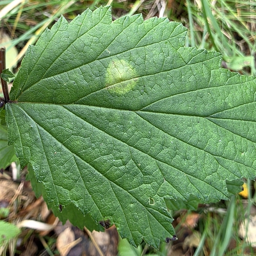 Dasineura pustulans