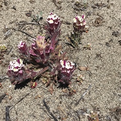 Castilleja exserta latifolia