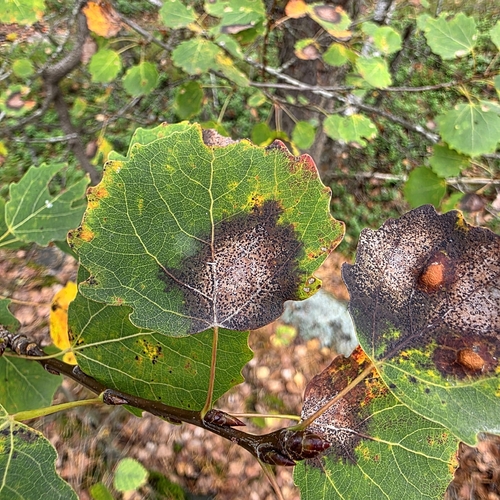 Titaeosporina tremulae