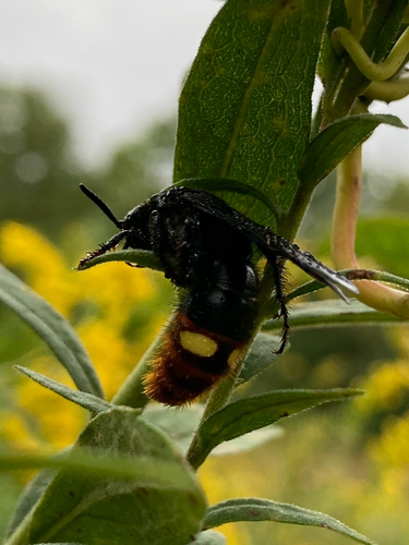 Blue-winged Scoliid Wasp