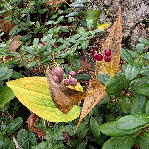 May Lily