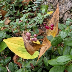 Maianthemum bifolium, photograph (c) Ilkka Tuunainen, some rights reserved (CC BY-SA)