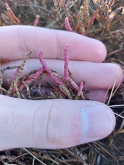 Salicornia rubra