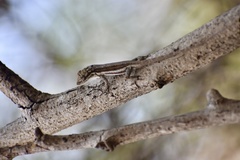 Anolis litoralis