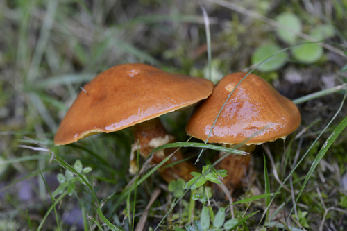 Larch Bolete