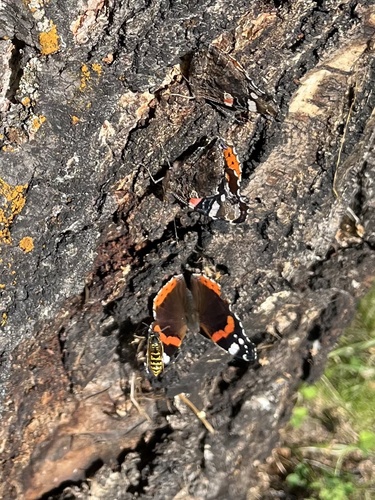 Red Admiral
