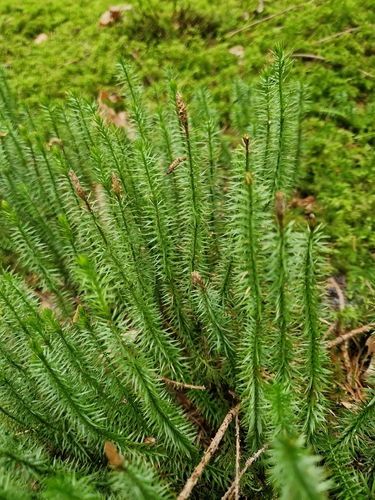 interrupted clubmoss