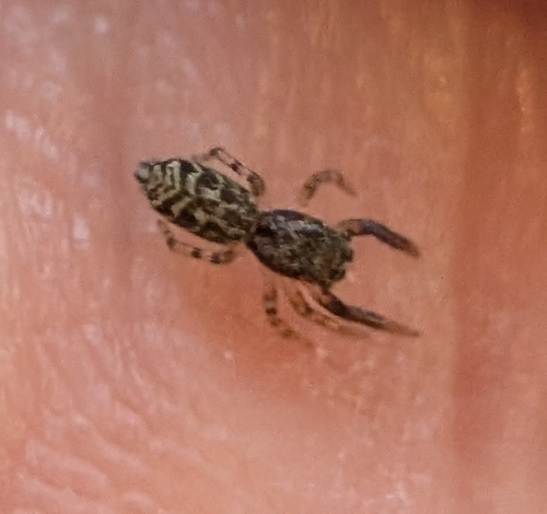 Fencepost jumping spider