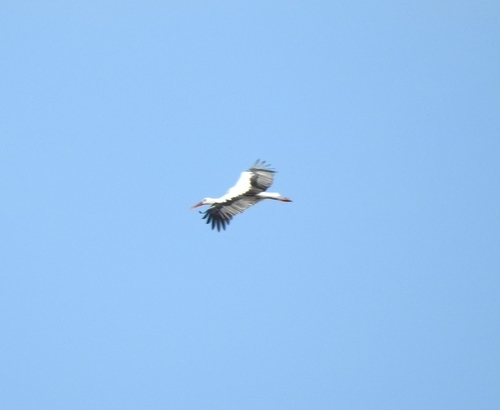 European White Stork
